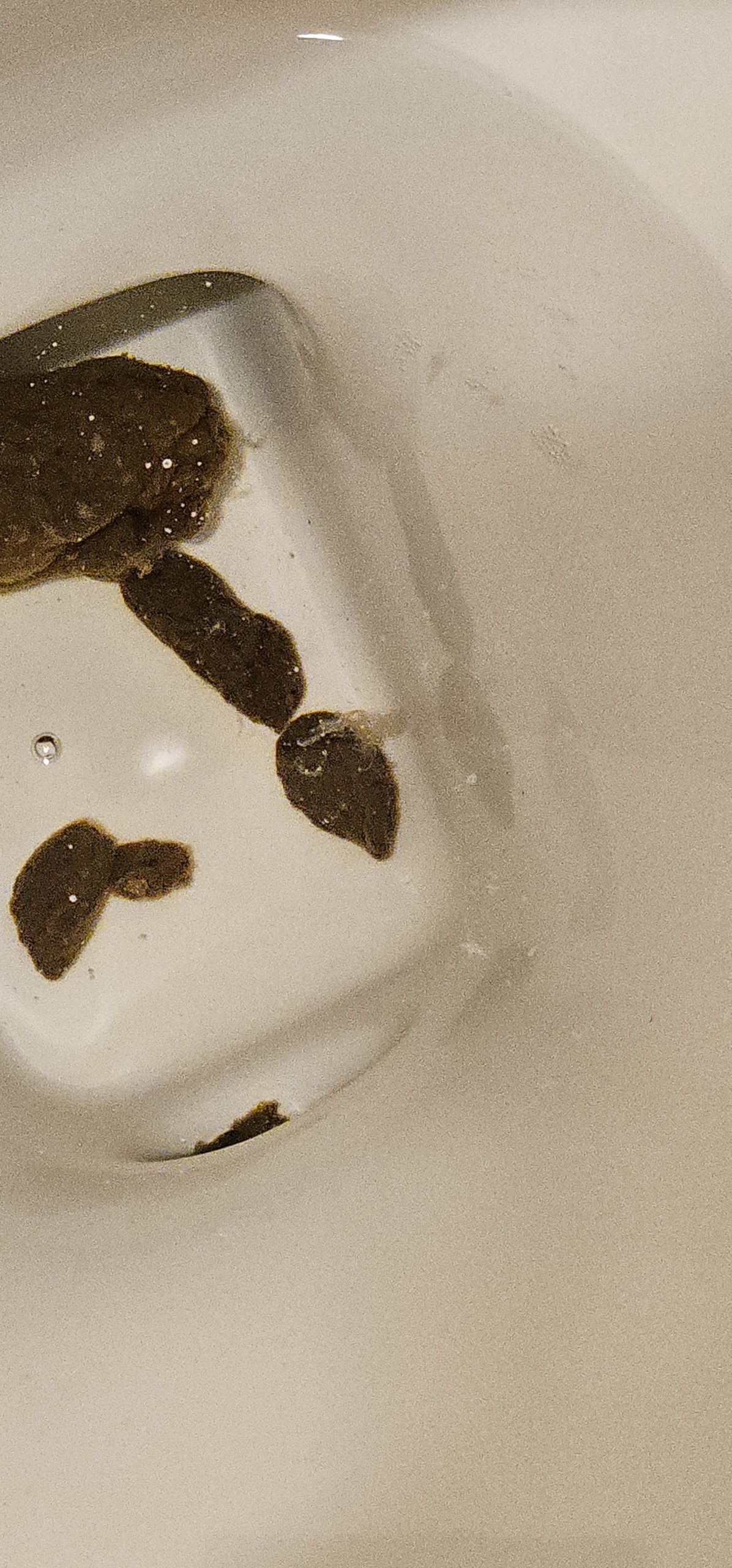 Fluke Worms