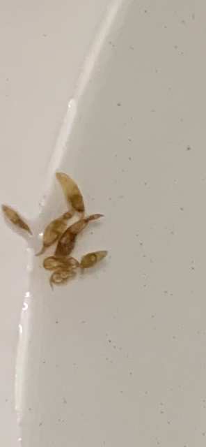 Parasites